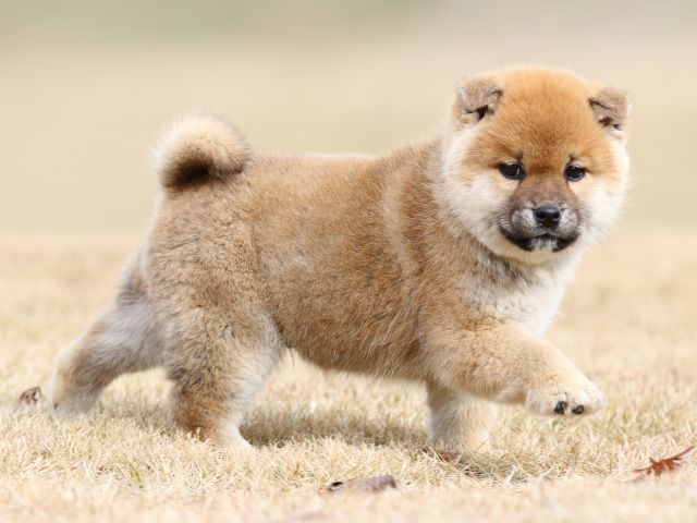 FP5A2225-shibainu-shiba FP5A2225-shibainu-shiba