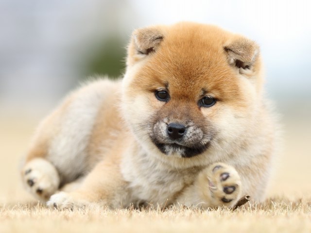 FP5A2294-shibainu-shiba FP5A2294-shibainu-shiba