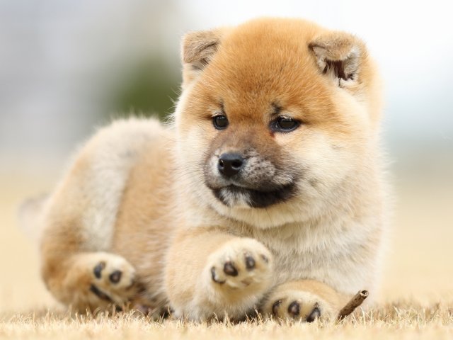 FP5A2310-shibainu-shiba FP5A2310-shibainu-shiba