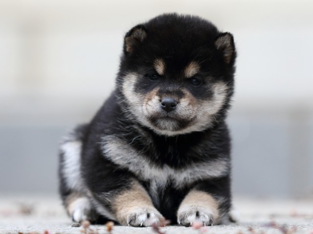 FP5A2617-shibainu-shiba FP5A2617-shibainu-shiba