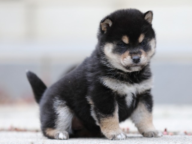 FP5A2668-shibainu-shiba FP5A2668-shibainu-shiba