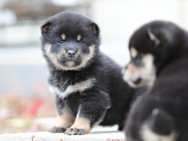 FP5A2675-shibainu-shiba FP5A2675-shibainu-shiba