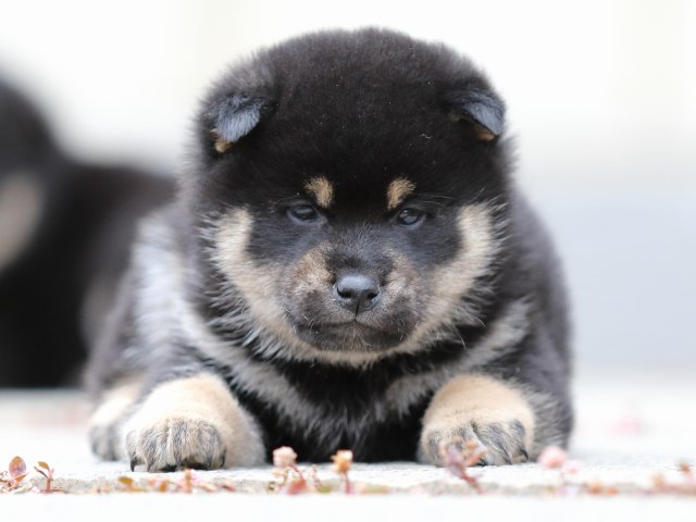 FP5A2696-shibainu-shiba FP5A2696-shibainu-shiba