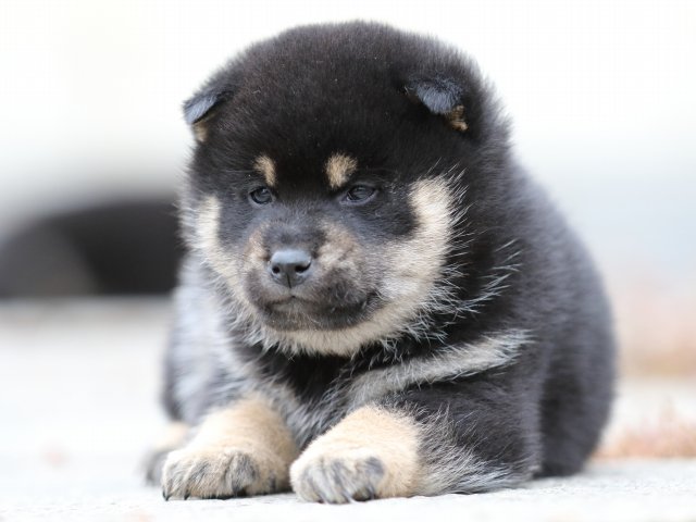 FP5A2728-shibainu-shiba FP5A2728-shibainu-shiba