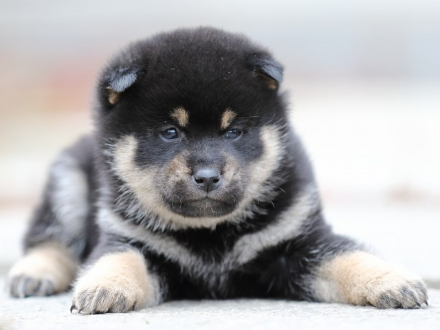 FP5A2758-shibainu-shiba FP5A2758-shibainu-shiba