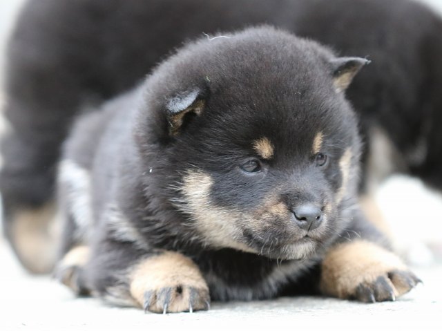 FP5A2778-shibainu-shiba FP5A2778-shibainu-shiba
