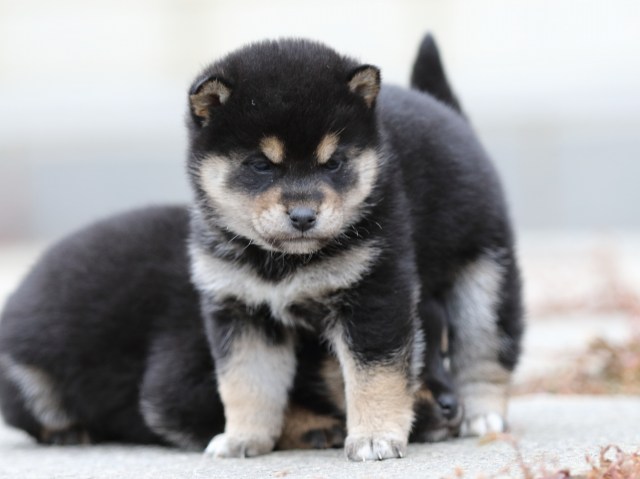 FP5A2786-shibainu-shiba FP5A2786-shibainu-shiba
