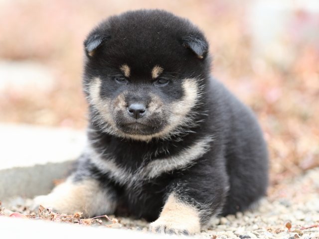 FP5A2792-shibainu-shiba FP5A2792-shibainu-shiba