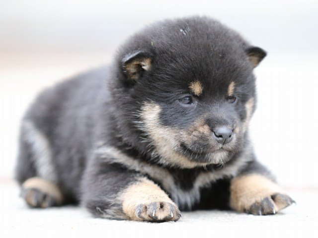 FP5A2811-shibainu-shiba FP5A2811-shibainu-shiba