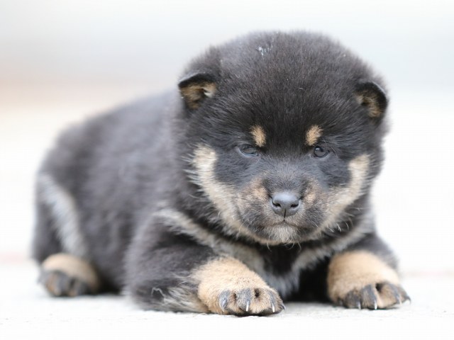 FP5A2814-shibainu-shiba FP5A2814-shibainu-shiba
