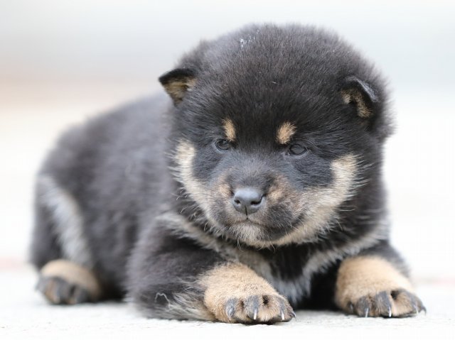 FP5A2817-shibainu-shiba FP5A2817-shibainu-shiba