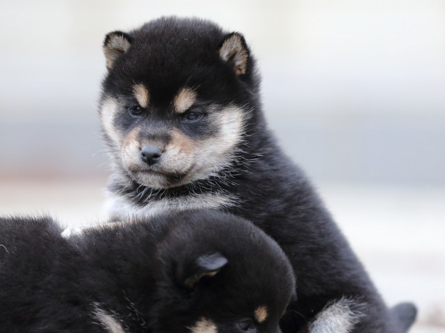 FP5A2834-shibainu-shiba FP5A2834-shibainu-shiba