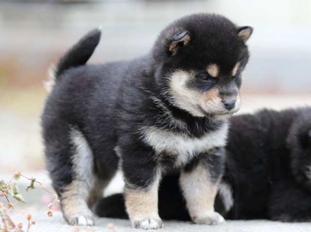 FP5A2841-shibainu-shiba FP5A2841-shibainu-shiba