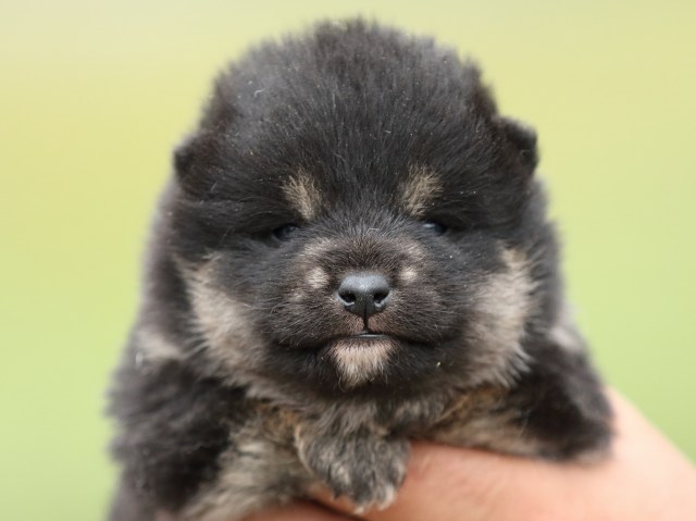 FP5A2870-puppy FP5A2870-puppy