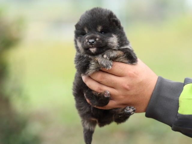 FP5A2871-puppy FP5A2871-puppy