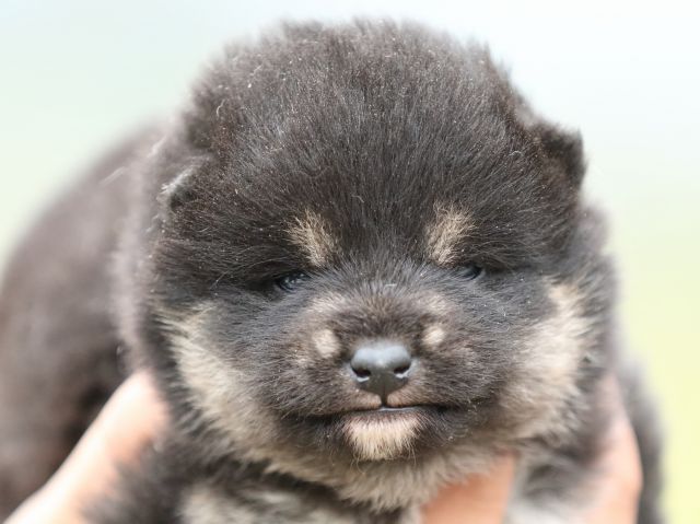 FP5A2874-puppy FP5A2874-puppy
