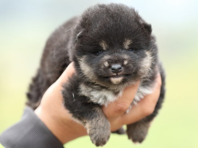 FP5A2880-puppy FP5A2880-puppy