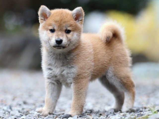 FP5A2900-puppy FP5A2900-puppy