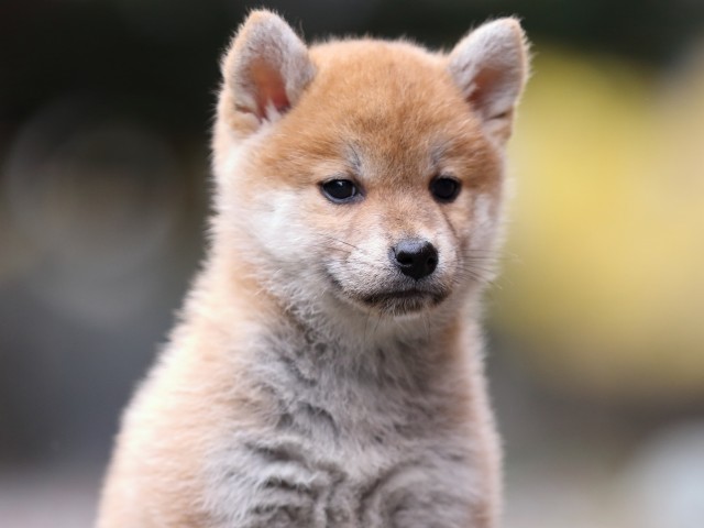 FP5A2902-puppy FP5A2902-puppy