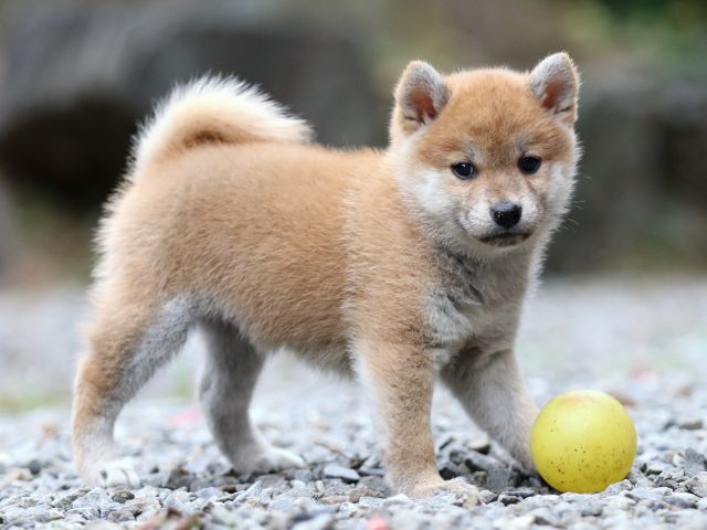 FP5A2940-puppy FP5A2940-puppy
