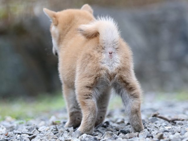 FP5A2949-puppy FP5A2949-puppy