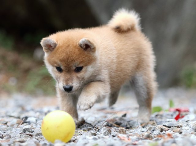 FP5A2966-puppy FP5A2966-puppy