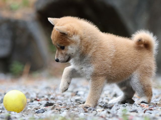 FP5A2973-puppy FP5A2973-puppy