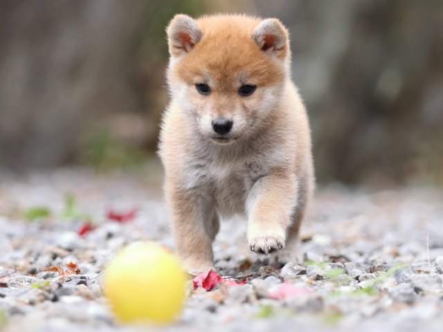 FP5A2984-puppy FP5A2984-puppy