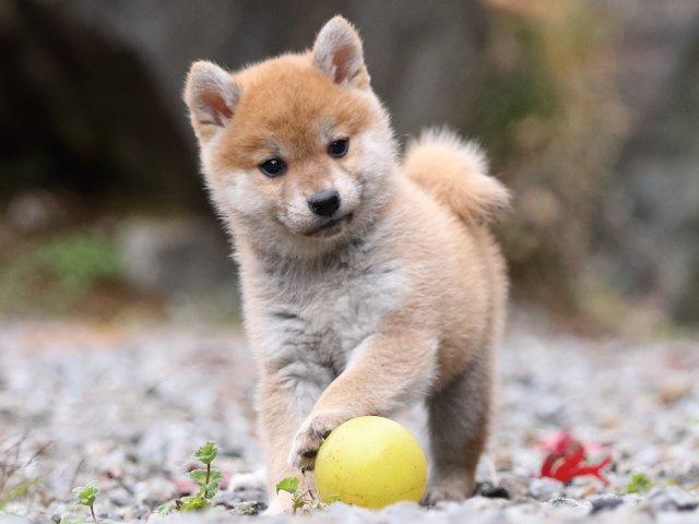 FP5A2999-puppy FP5A2999-puppy