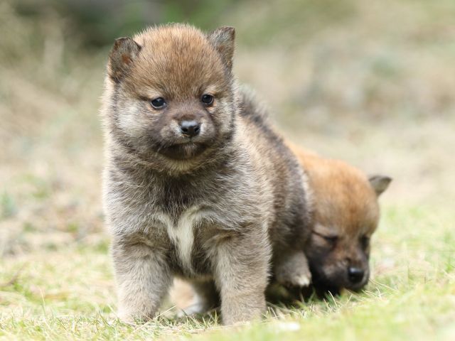 FP5A3228-puppy FP5A3228-puppy