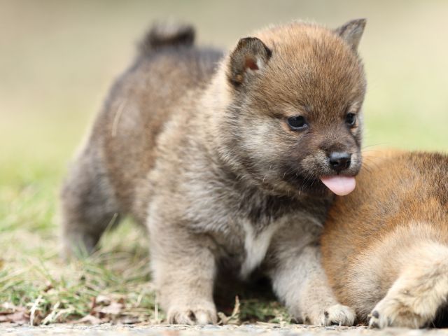 FP5A3275-puppy FP5A3275-puppy