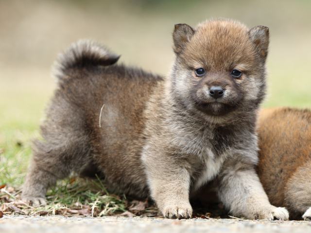FP5A3280-puppy FP5A3280-puppy