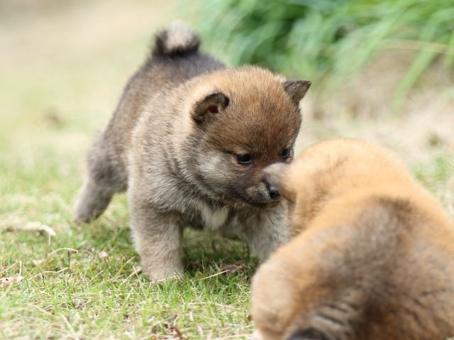 FP5A3328-puppy FP5A3328-puppy