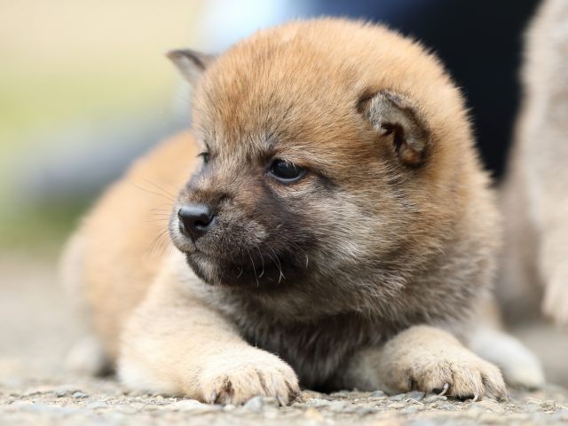FP5A3350-puppy FP5A3350-puppy