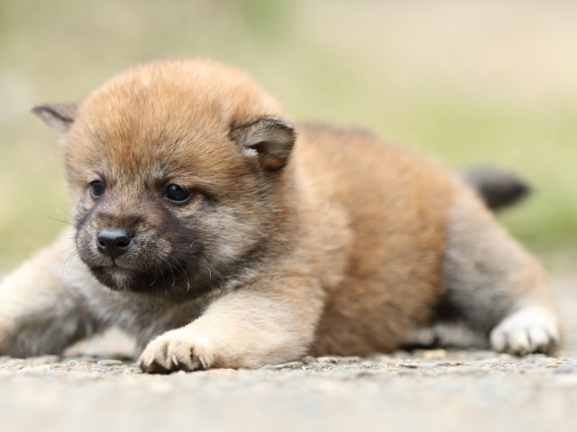 FP5A3383-puppy FP5A3383-puppy