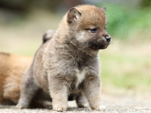 FP5A3404-puppy FP5A3404-puppy