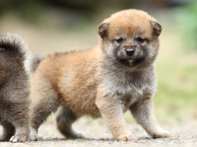 FP5A3419-puppy FP5A3419-puppy