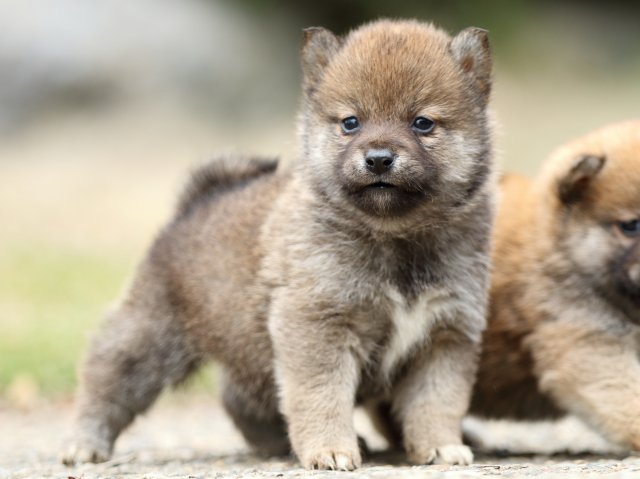 FP5A3427-puppy FP5A3427-puppy