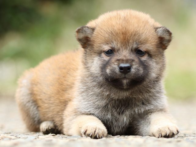 FP5A3438-puppy FP5A3438-puppy