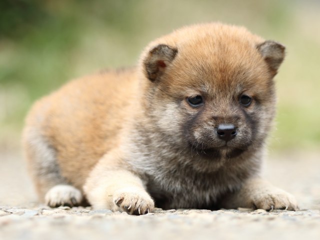 FP5A3442-puppy FP5A3442-puppy
