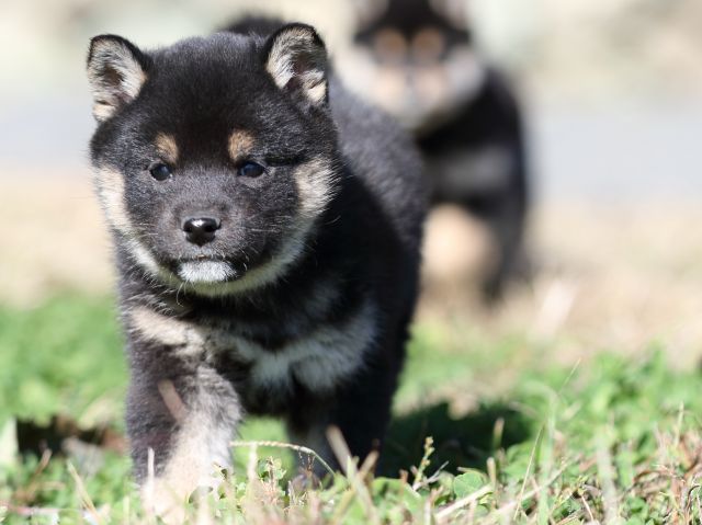 FP5A3638-puppy FP5A3638-puppy