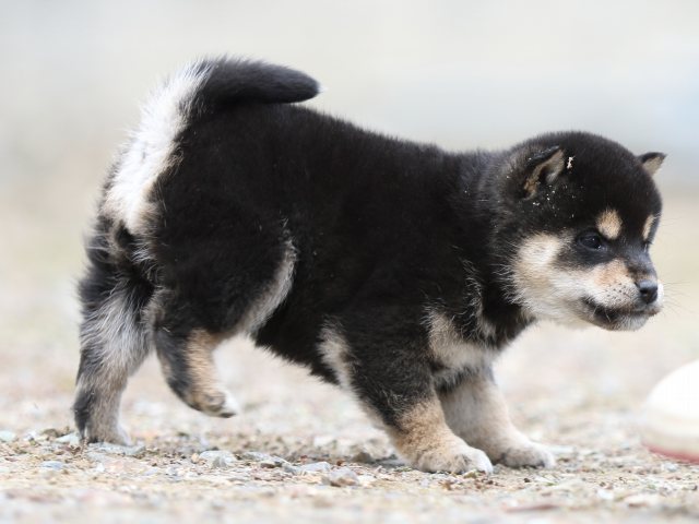 FP5A3698-shibainu-puppy FP5A3698-shibainu-puppy