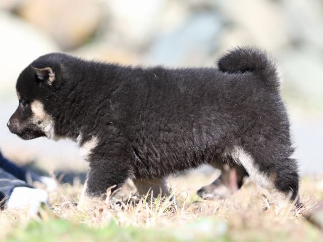 FP5A3735-puppy FP5A3735-puppy