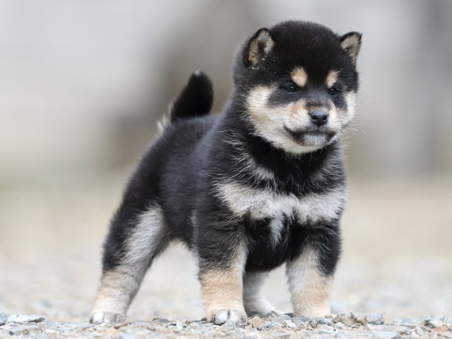 FP5A3744-shibainu-puppy FP5A3744-shibainu-puppy