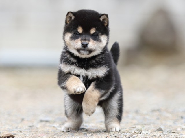 FP5A3763-shibainu-puppy FP5A3763-shibainu-puppy
