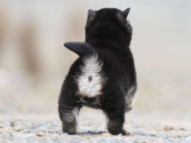 FP5A3774-shibainu-puppy FP5A3774-shibainu-puppy