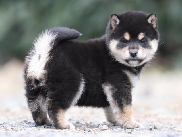 FP5A3789-shibainu-puppy FP5A3789-shibainu-puppy