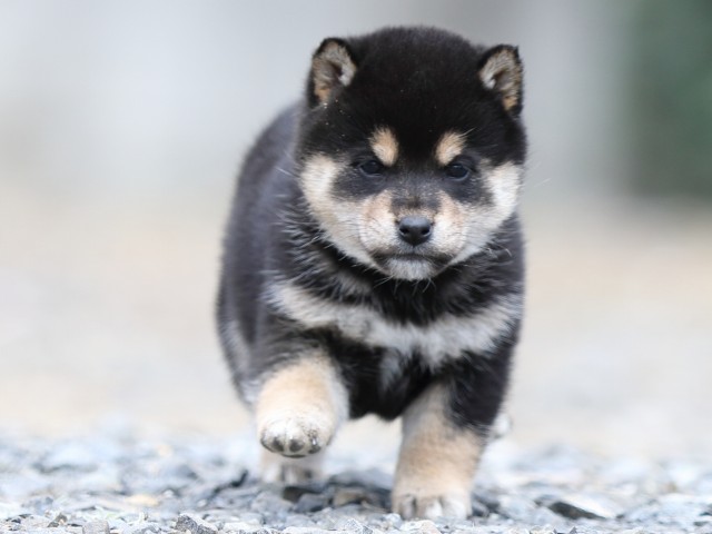 FP5A3812-shibainu-puppy FP5A3812-shibainu-puppy