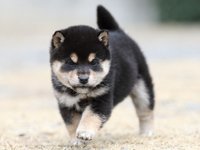 FP5A3831-shibainu-puppy FP5A3831-shibainu-puppy