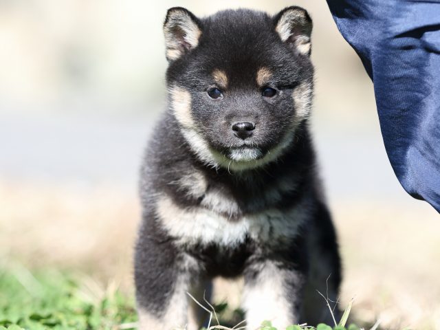 FP5A3853-puppy FP5A3853-puppy